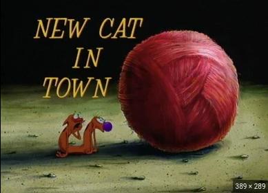 New Cat in Town
