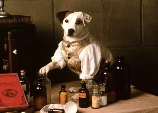Bark That Bark