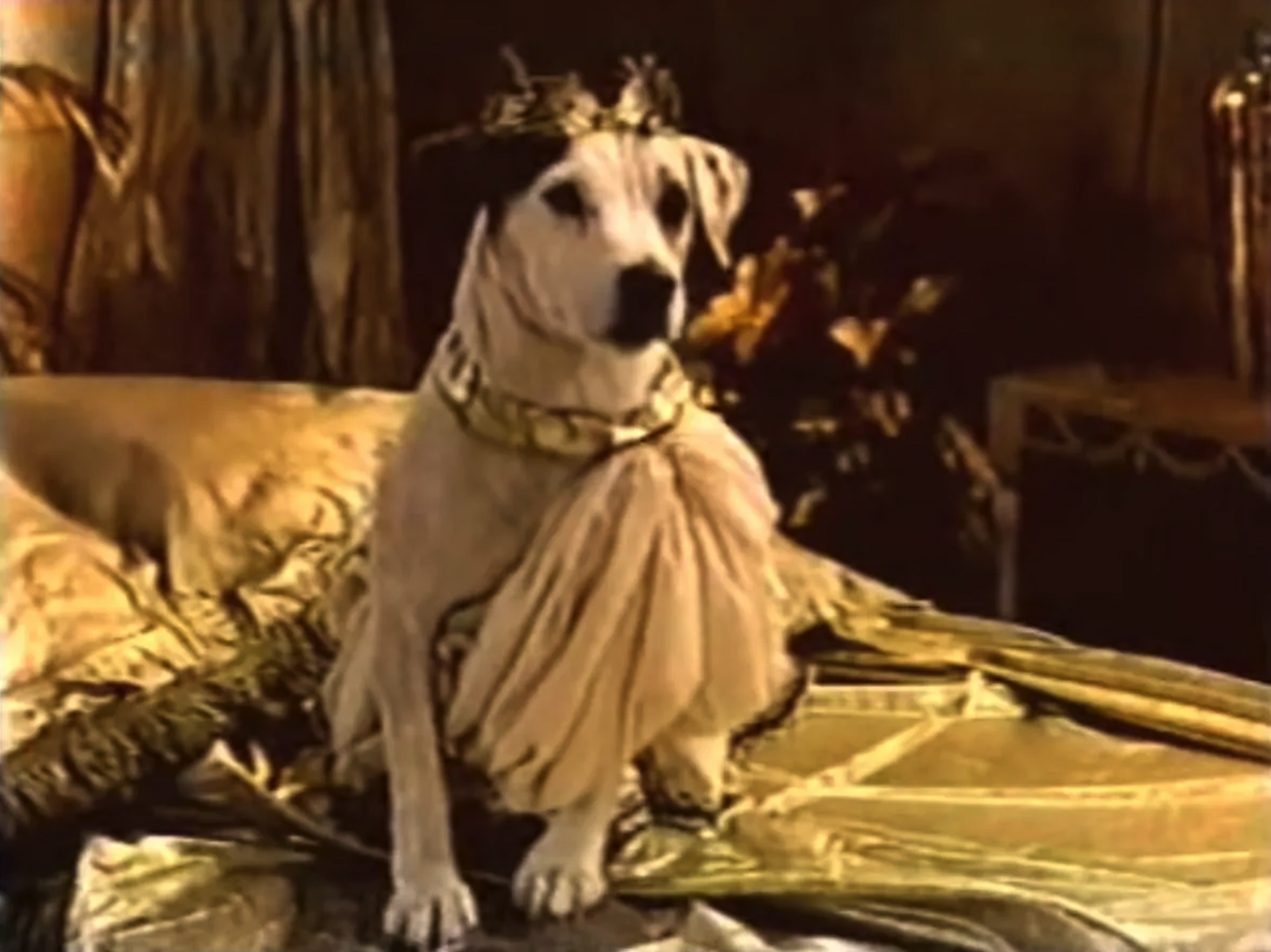 The Entrepawneur