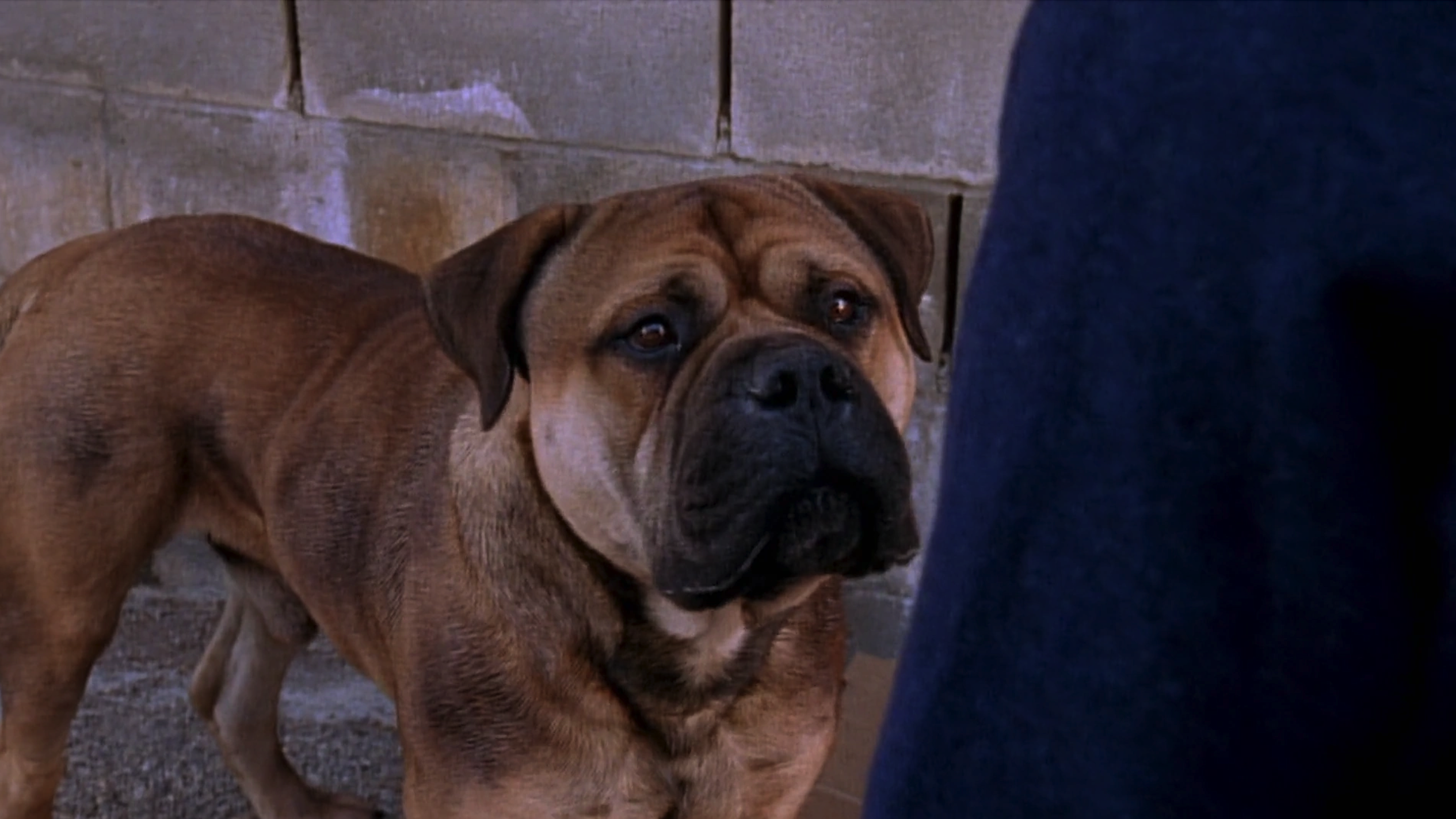Dewey's Dog