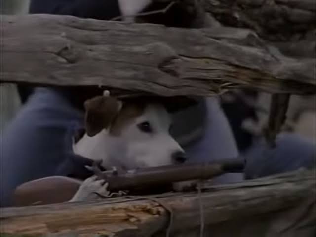 A Terrified Terrier